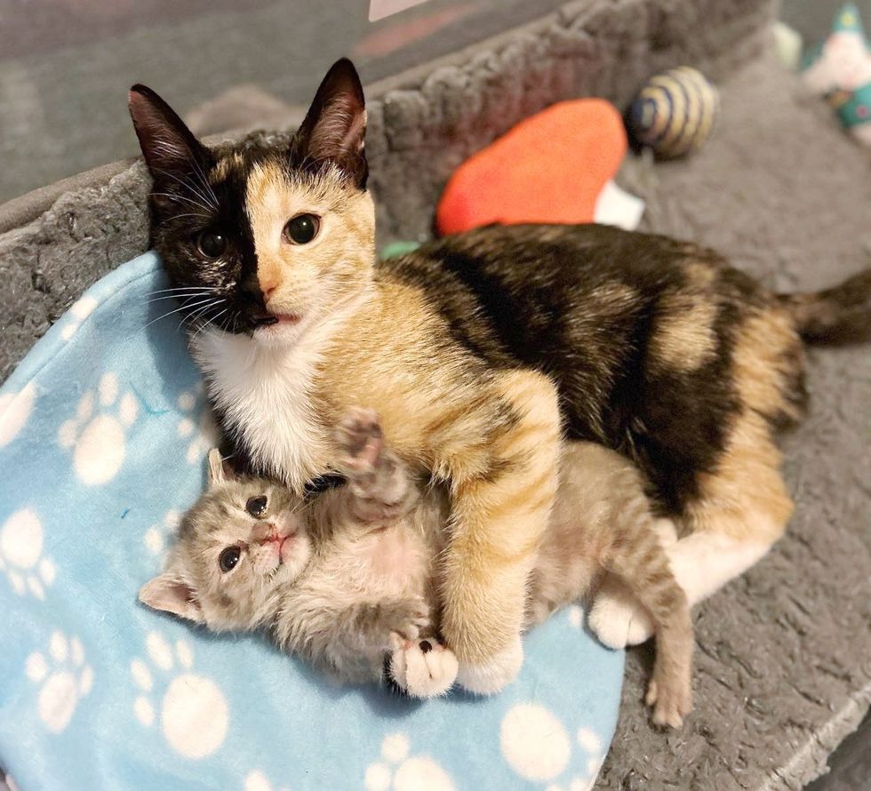 calico cat split face kitten