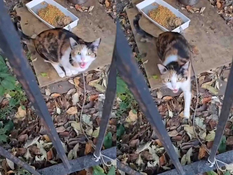 calico cat street meowing