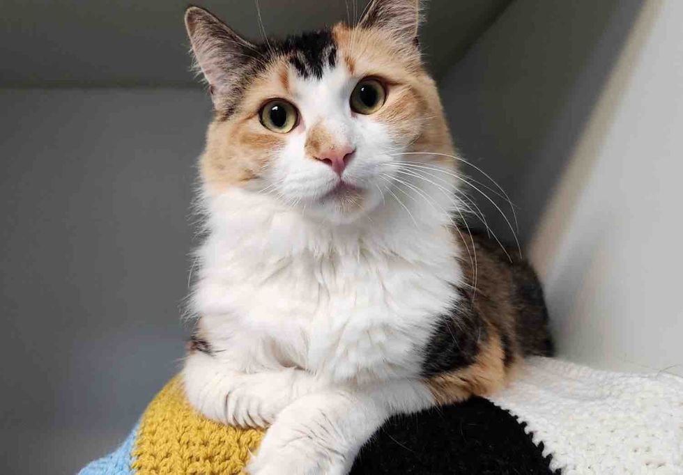 calico cat stunning fluffy