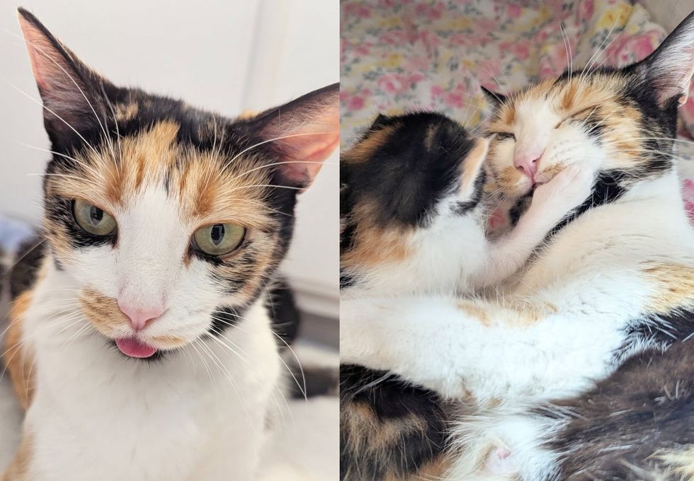 calico cat sweet kittens