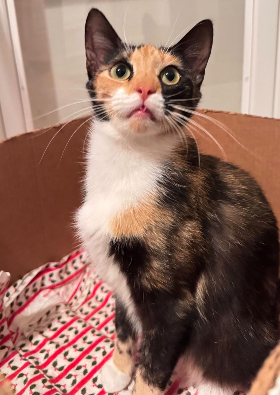 calico cat sweet tongue