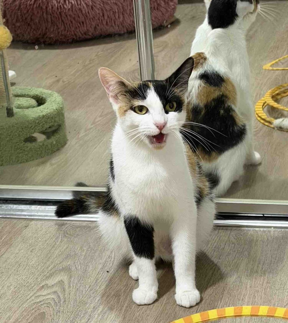 calico cat talkative