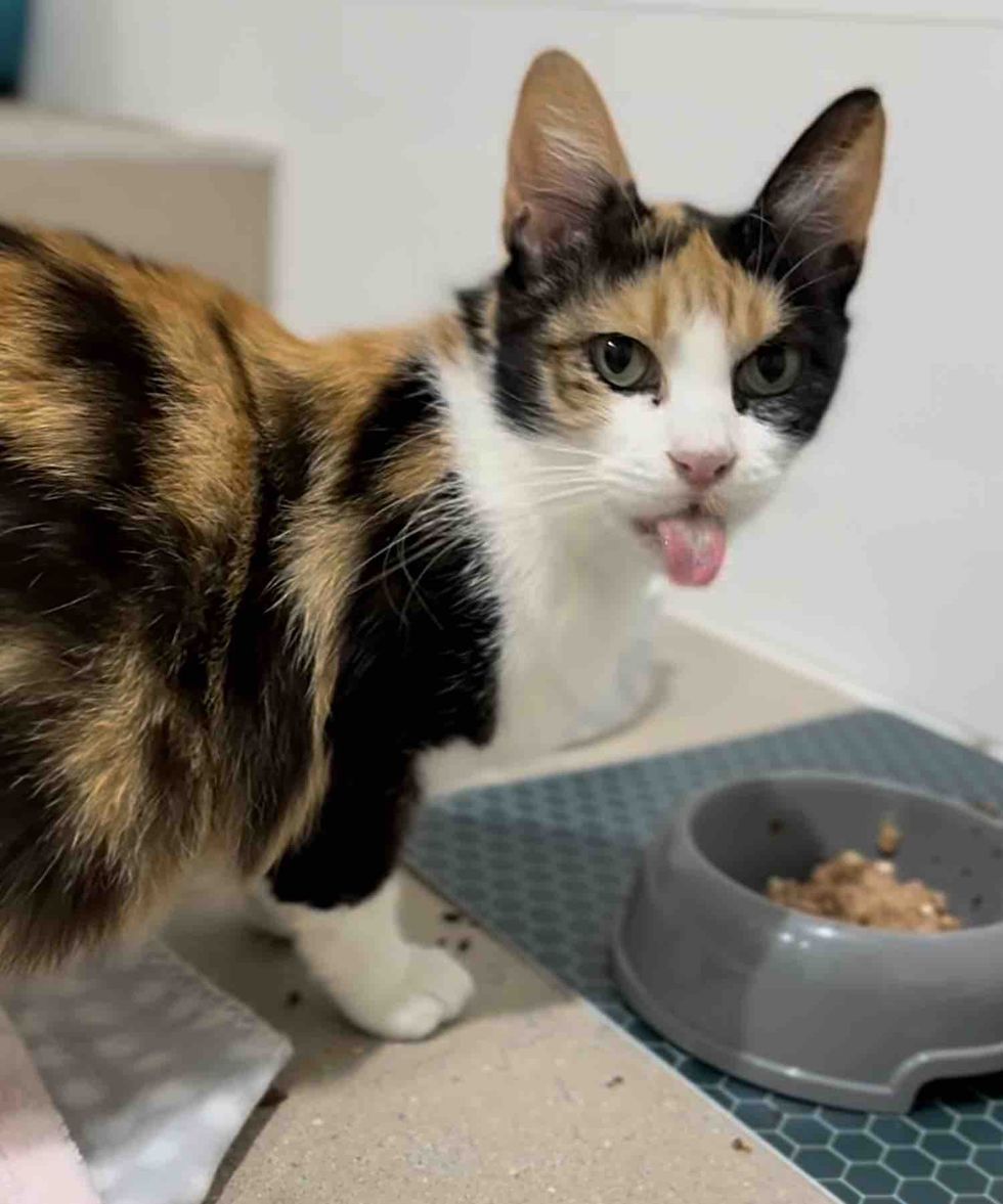 calico cat tongue