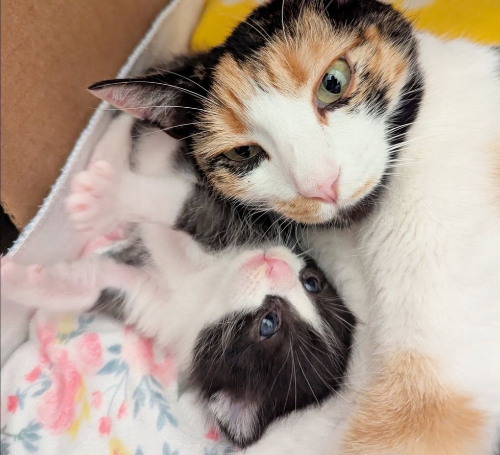 calico cat tuxedo kitten