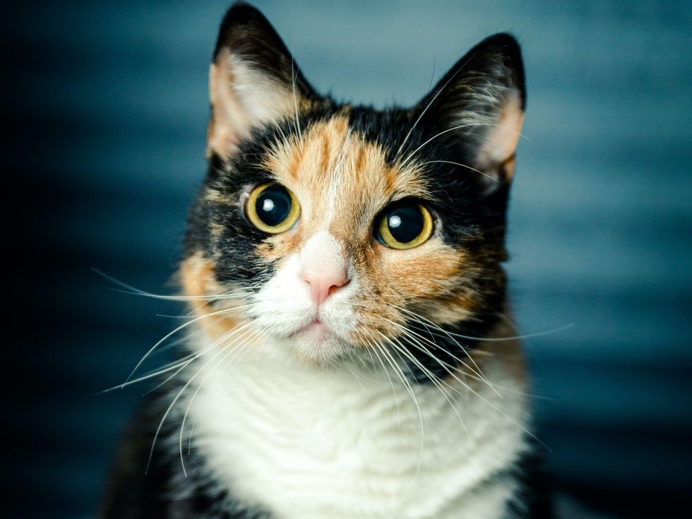calico cat