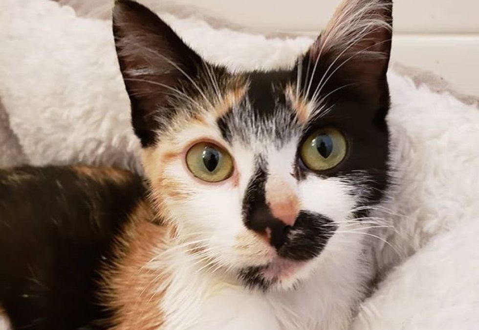 calico, cute cat