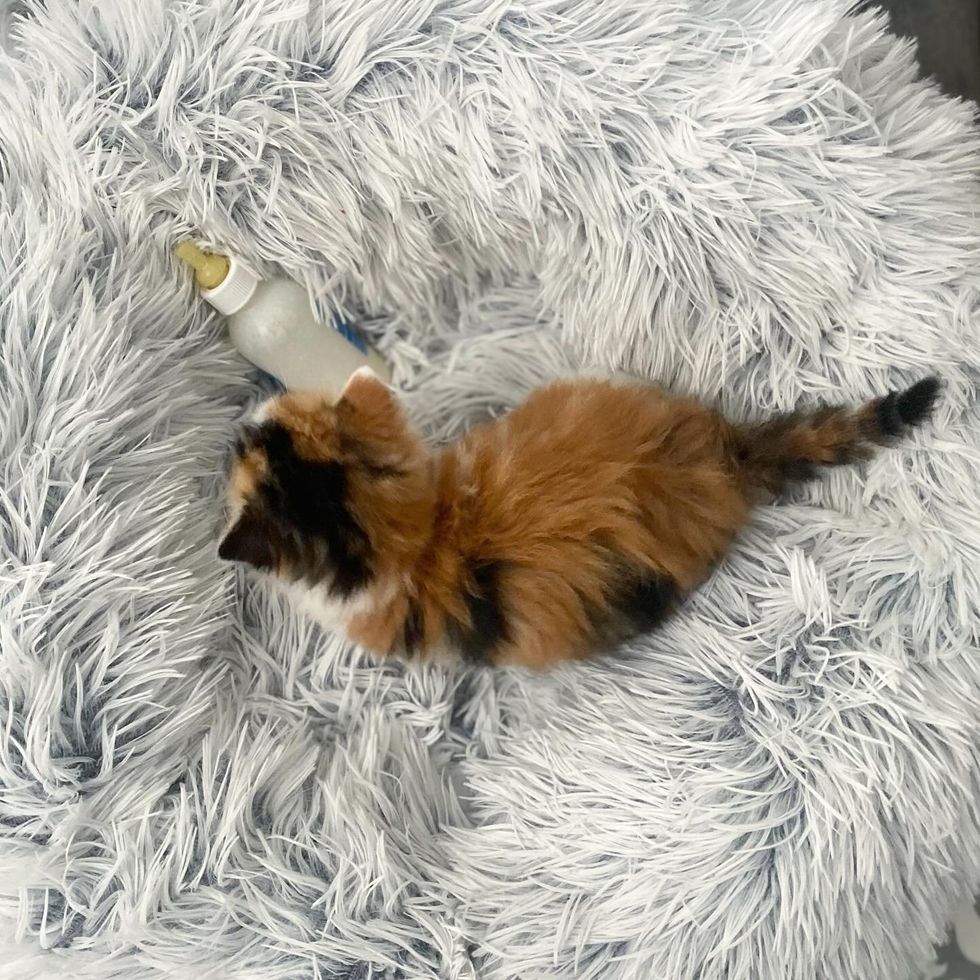 calico fluffy kitten bottle