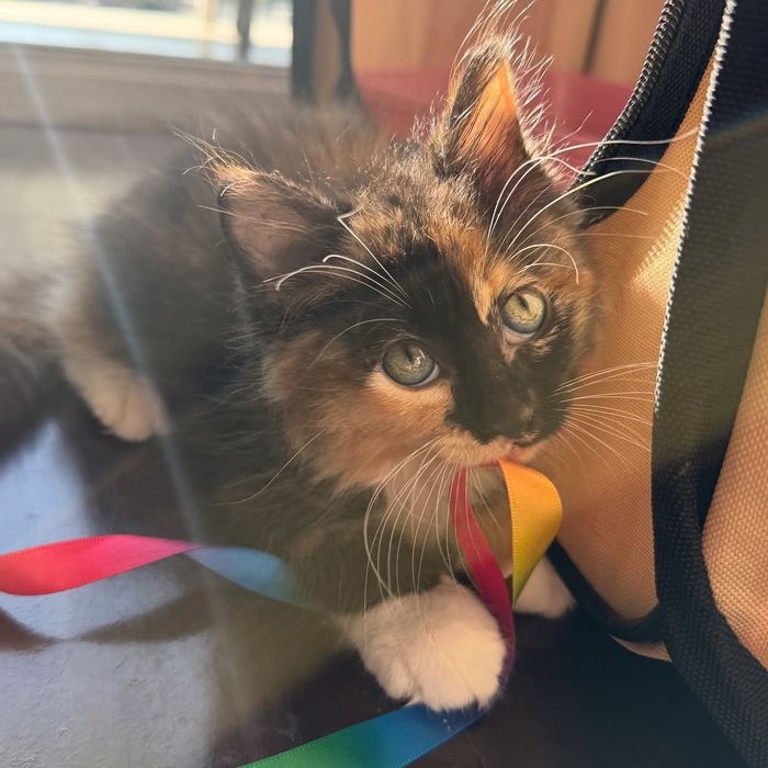 calico fluffy kitten play
