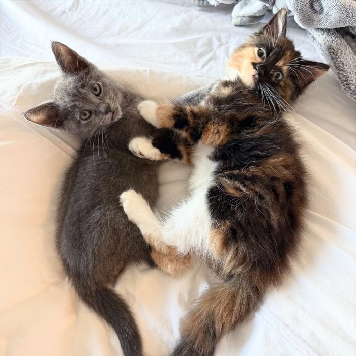 calico gray kittens cuddles