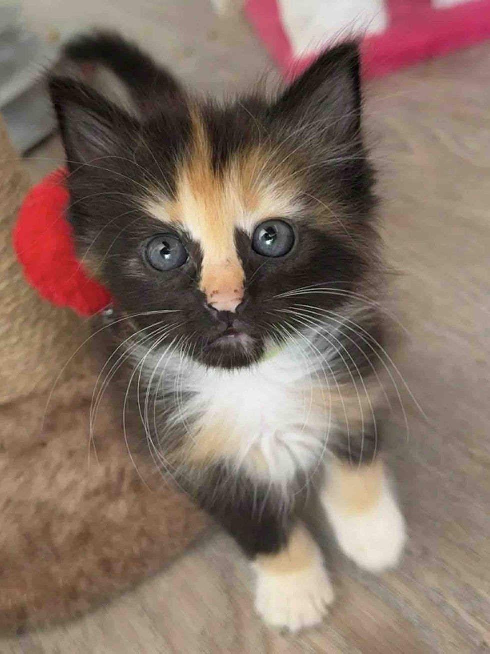 calico kitten attention seeking