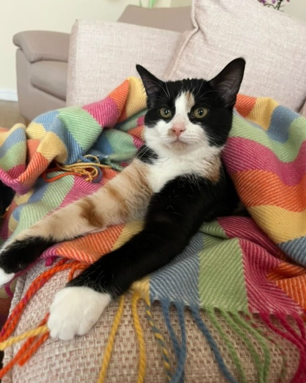 calico kitten beautiful markings