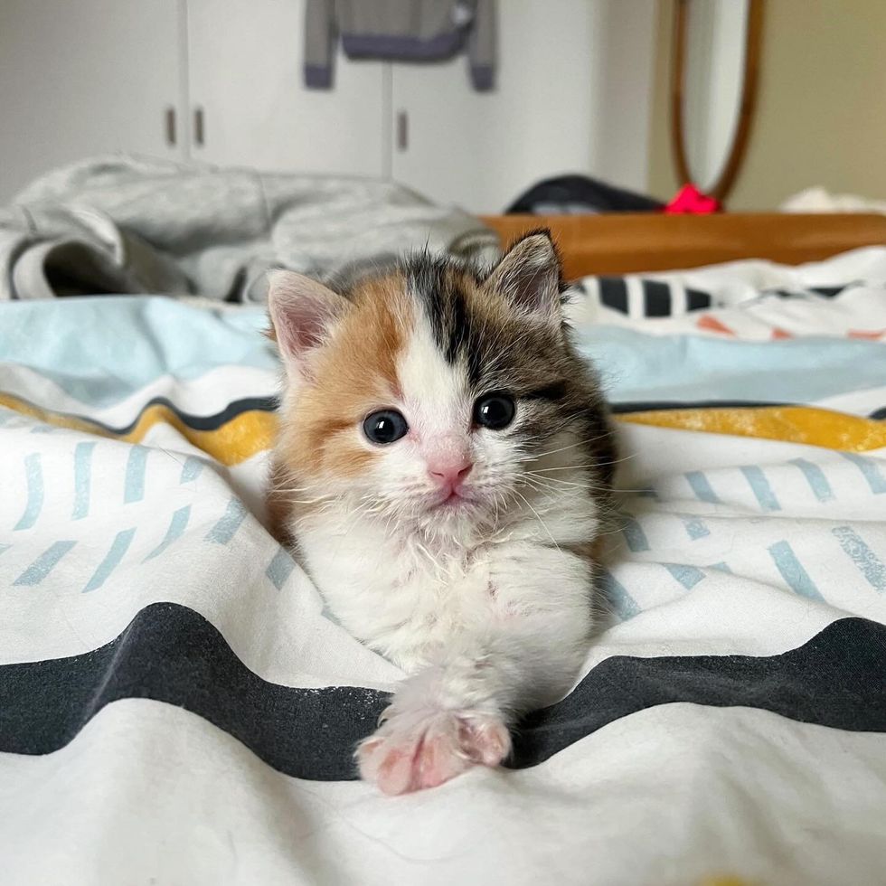 calico kitten big bed