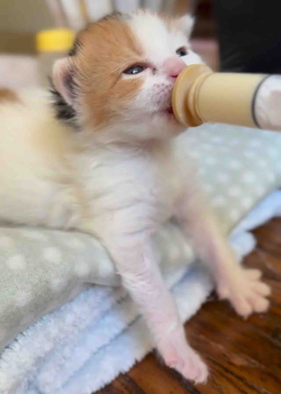 calico kitten bottle feeding