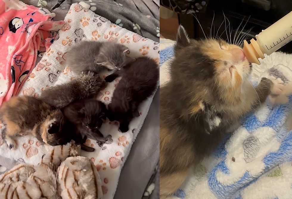 calico kitten bottle