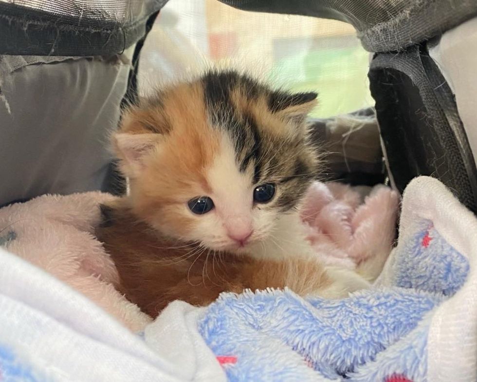 calico kitten carrier