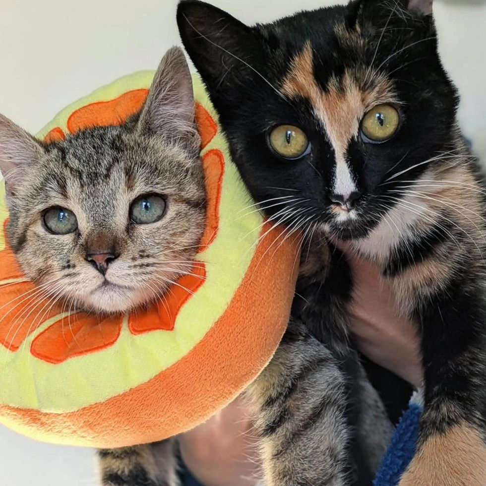 calico kitten cat friends