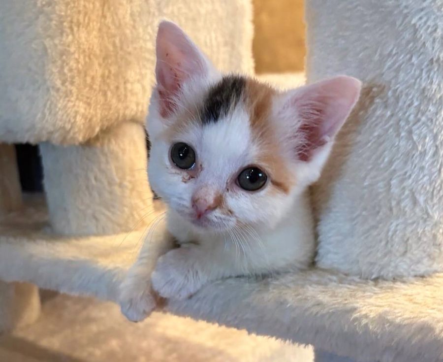 calico kitten cat tree