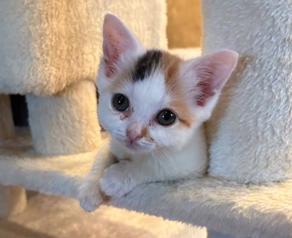 calico kitten cat tree
