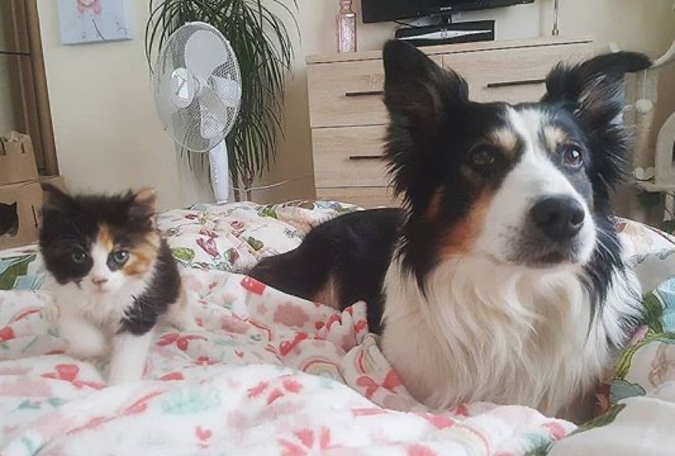 calico kitten, cute, dog