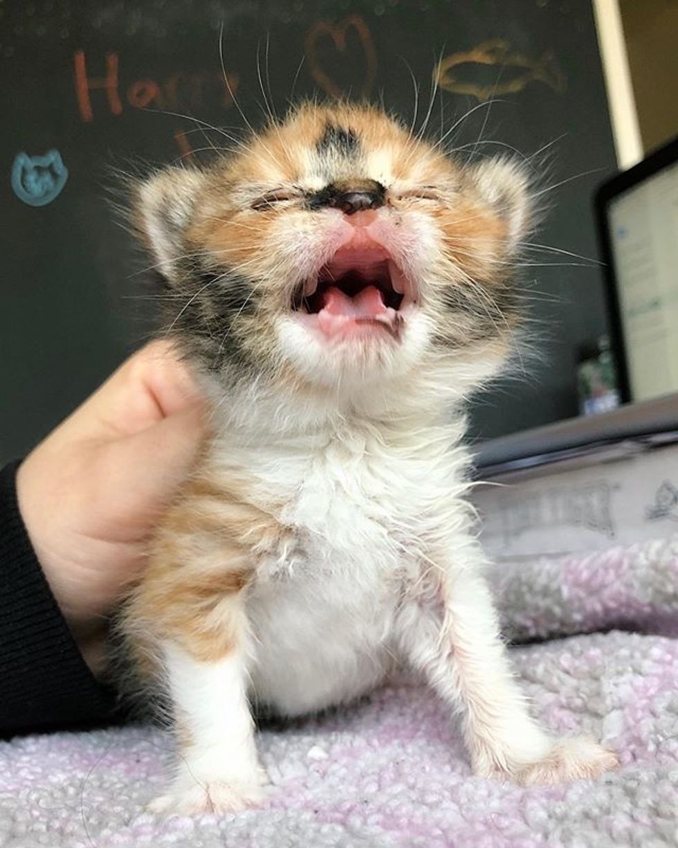 calico, kitten, cute, roar, rawr