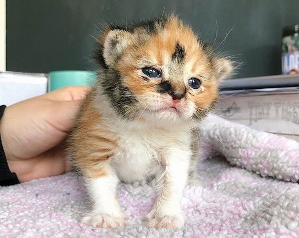 calico, kitten, cute