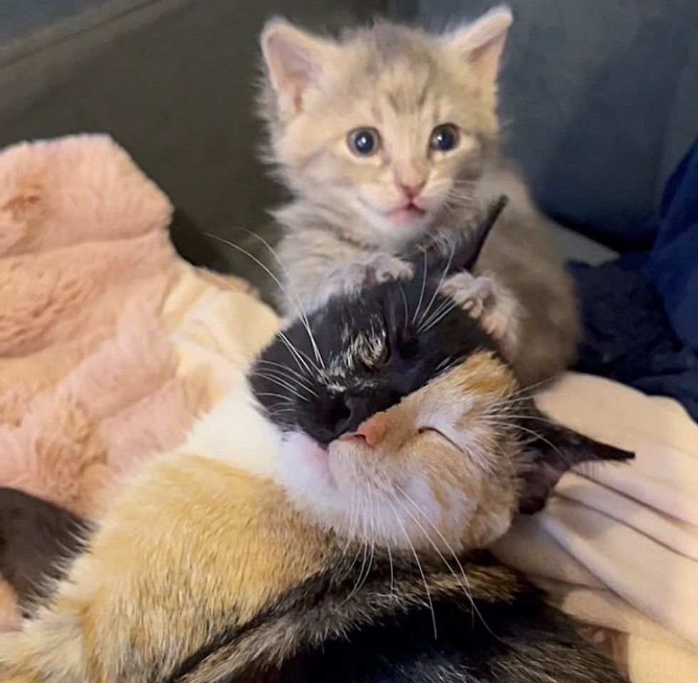 calico kitten friends