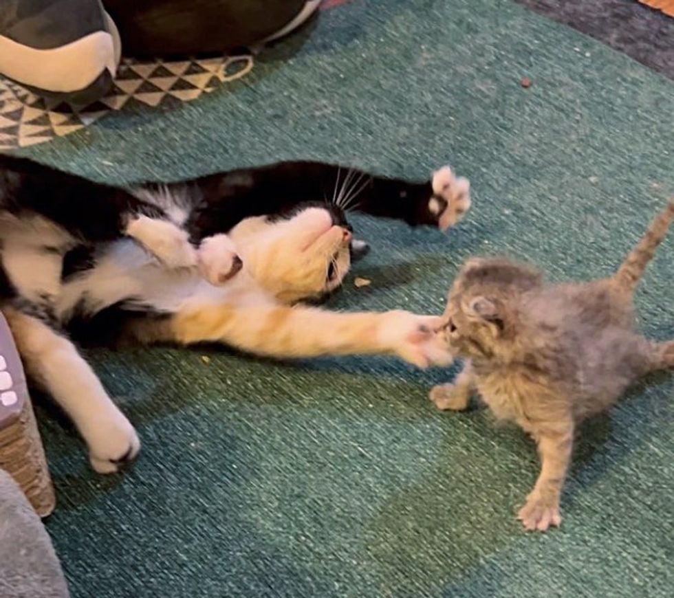 calico kitten friends