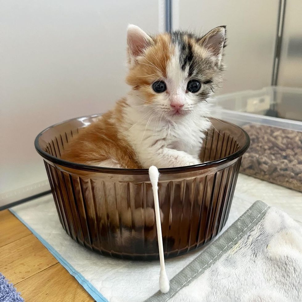 calico kitten glass bowl playful