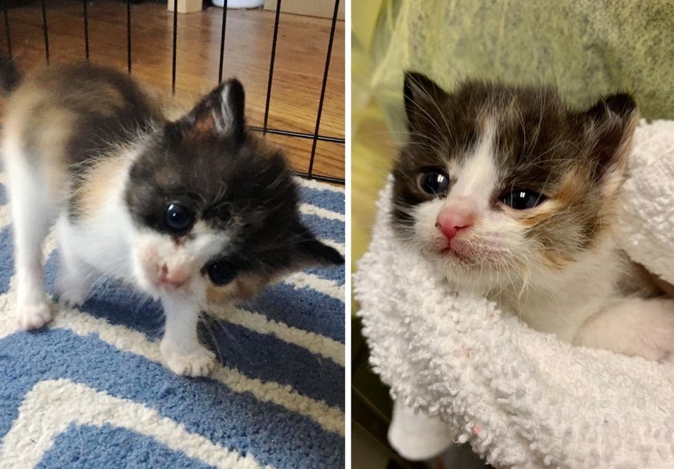 calico kitten, head tilt, Gabby