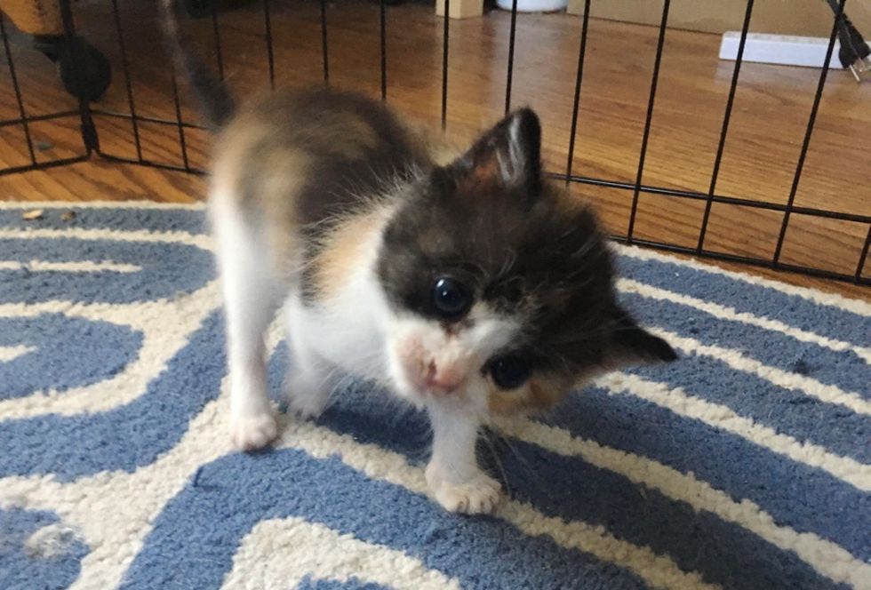 calico kitten, head tilt, Gabby