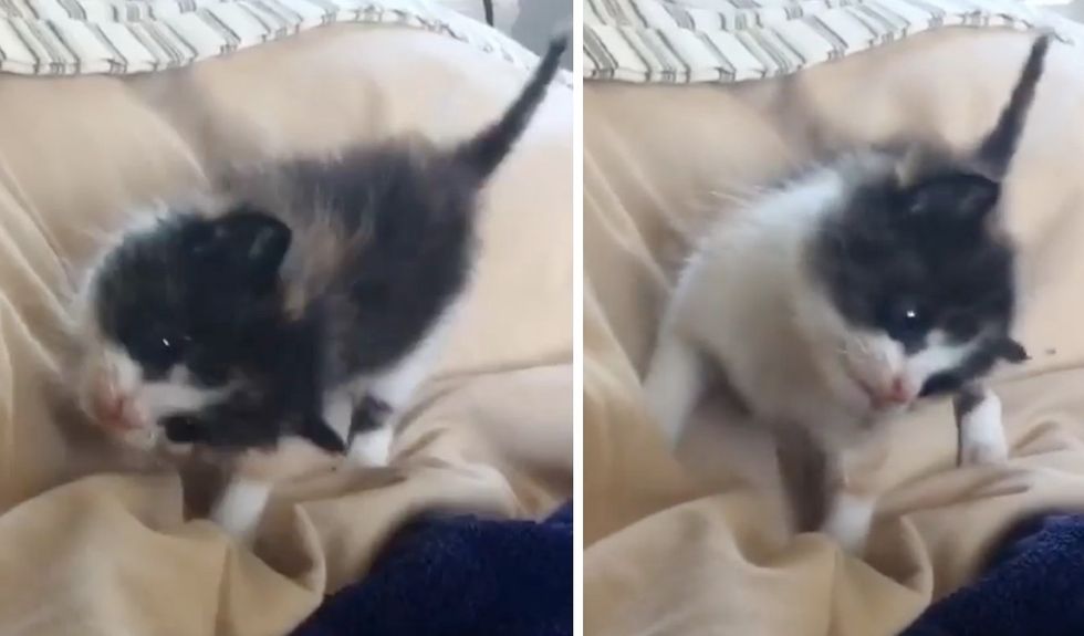 calico kitten, head tilt, Gabby