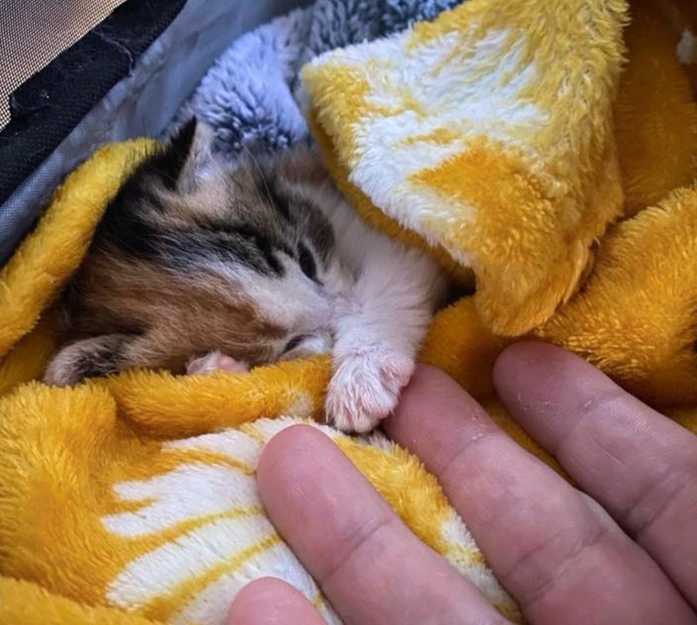 calico kitten holding hands