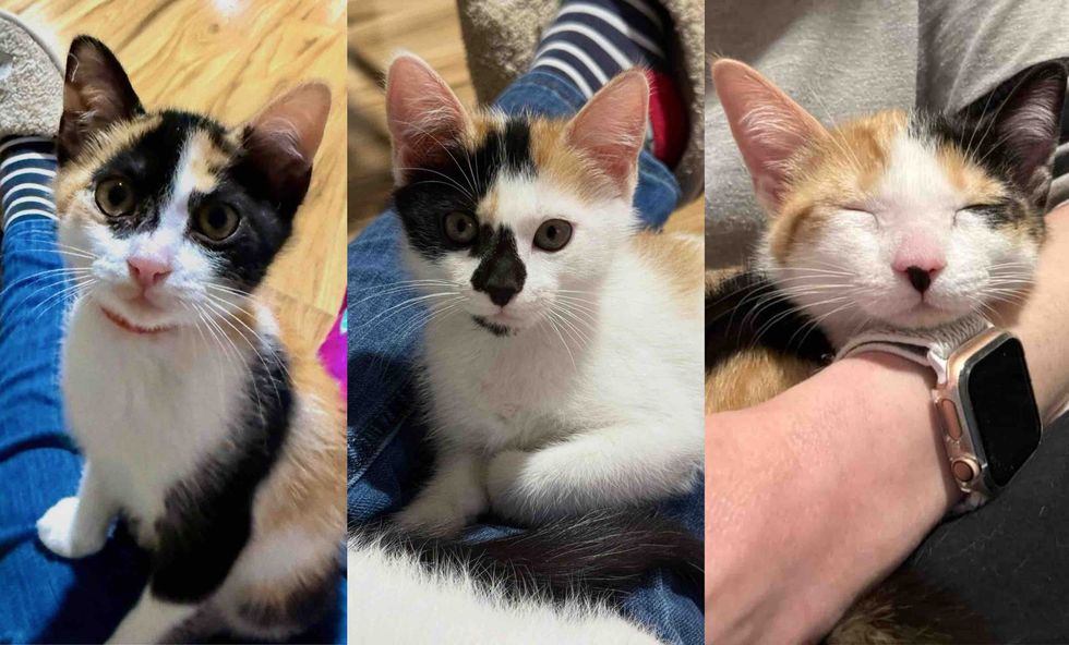 calico kitten lap cats