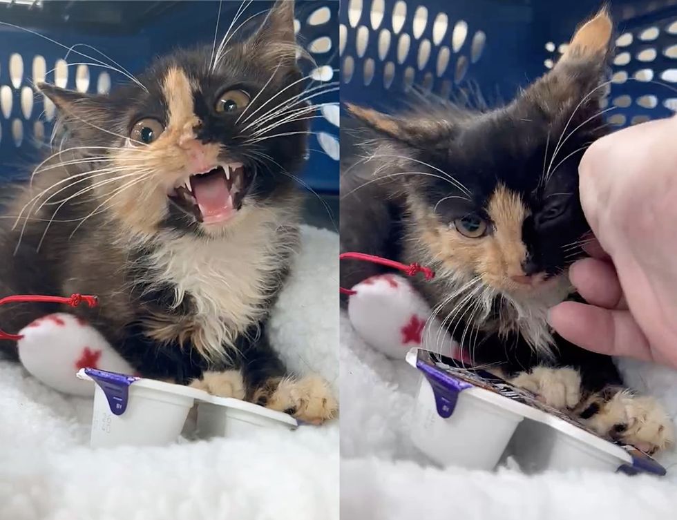calico kitten meowing carrier