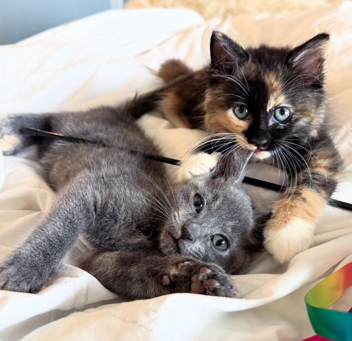 calico kitten nibbles ear