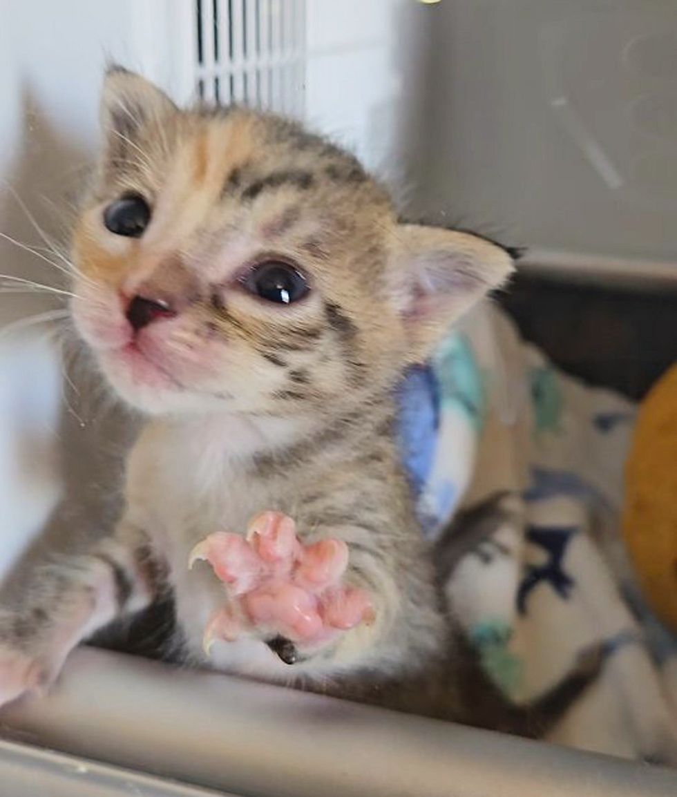 calico kitten paw