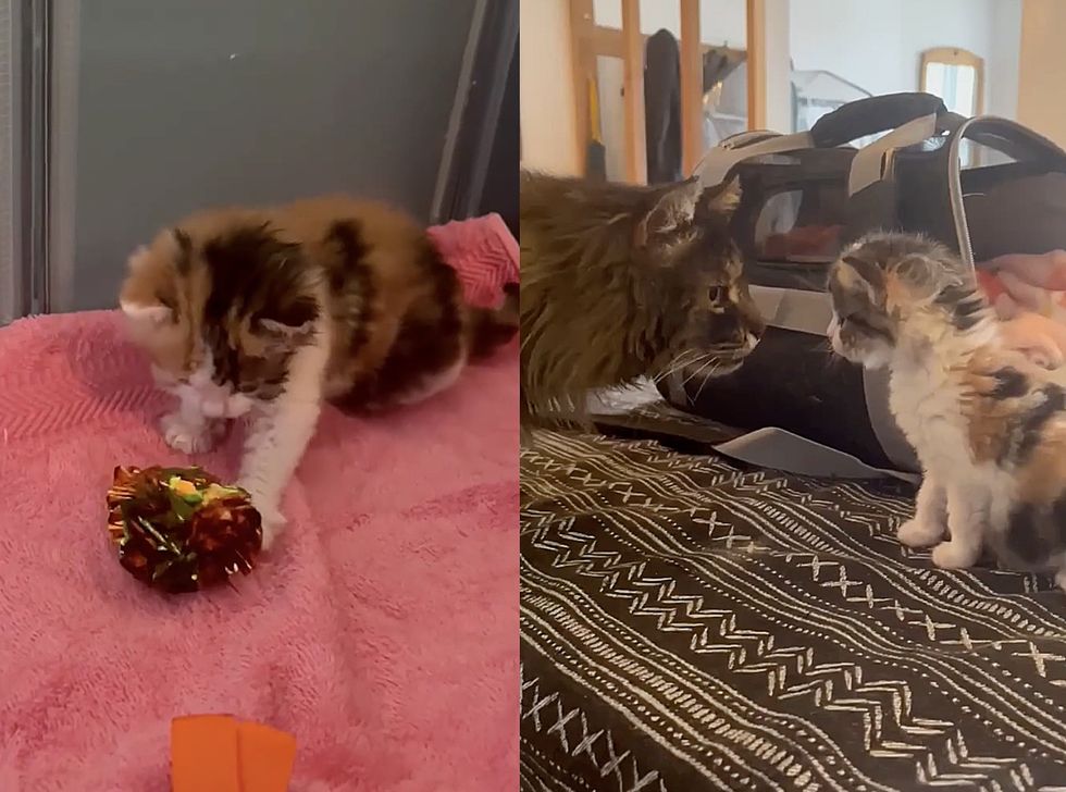 calico kitten playful