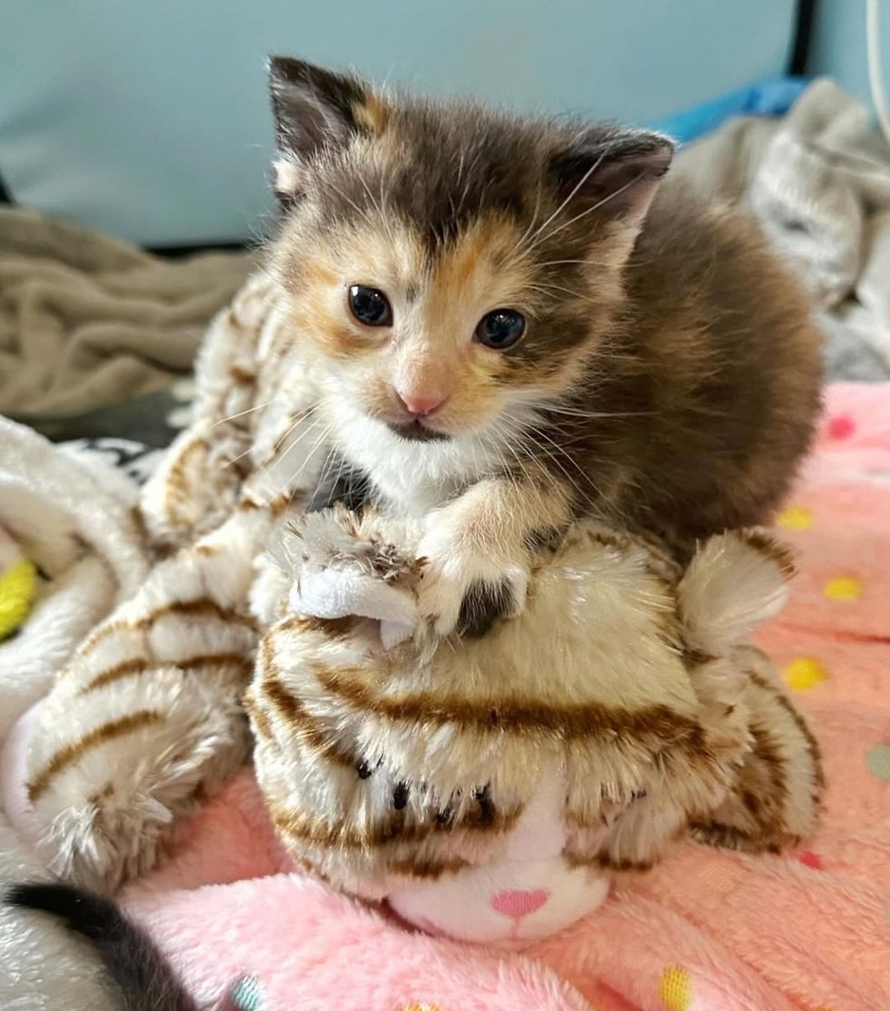 calico kitten plushy