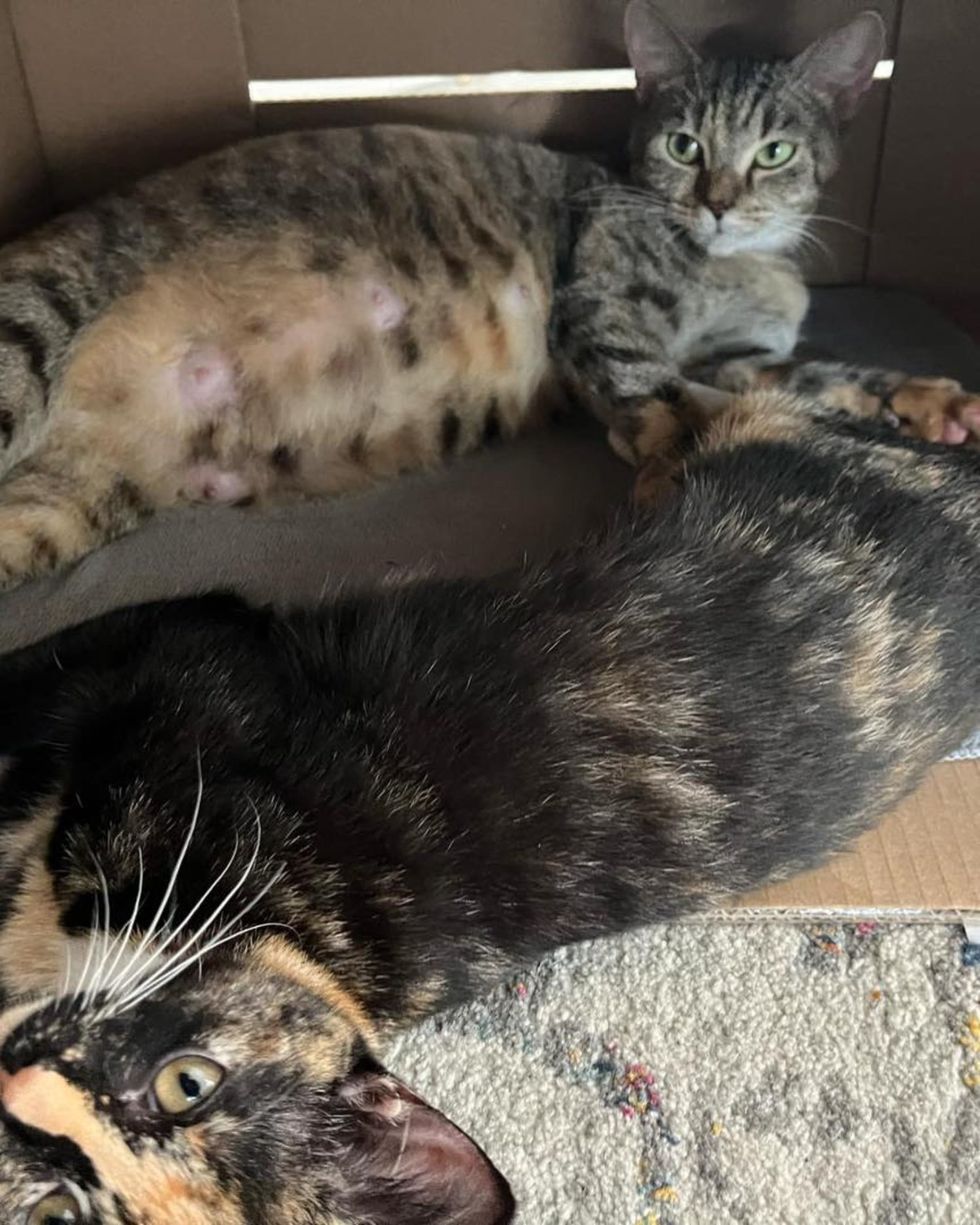 calico kitten pregnant cat