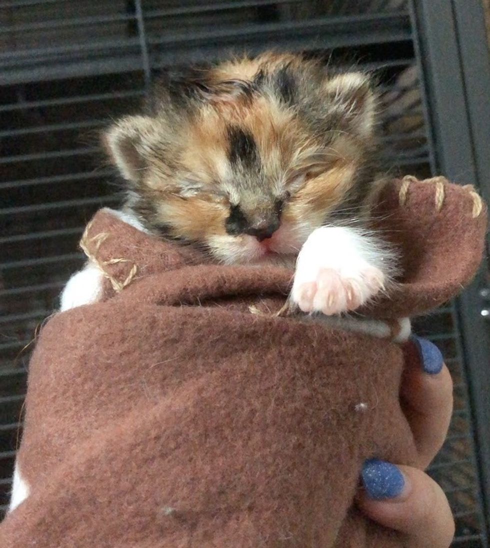 calico, kitten, purrito, rescue