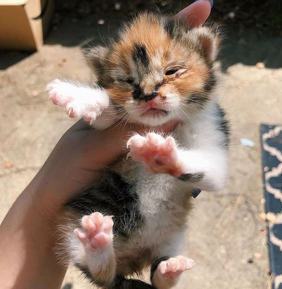 calico, kitten, rescue