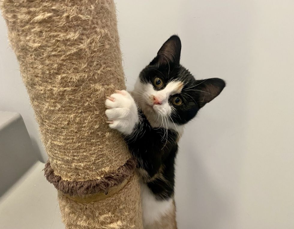 calico kitten scratching paw