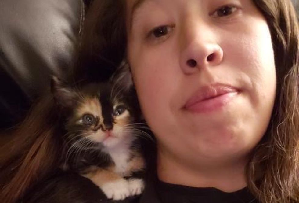 calico kitten, shoulder kitten, cuddles