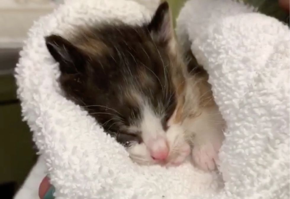 calico kitten, sleeping
