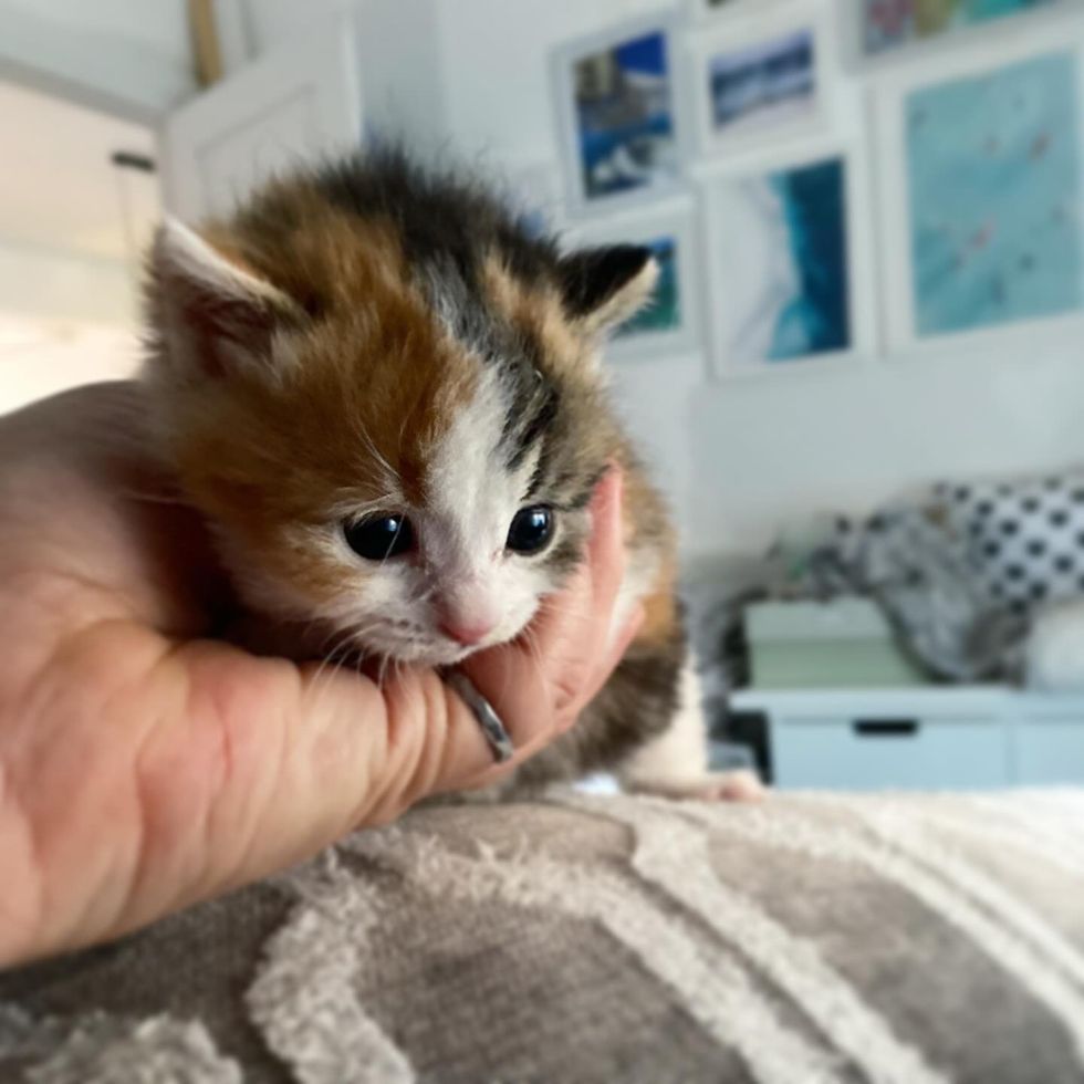calico kitten snuggles