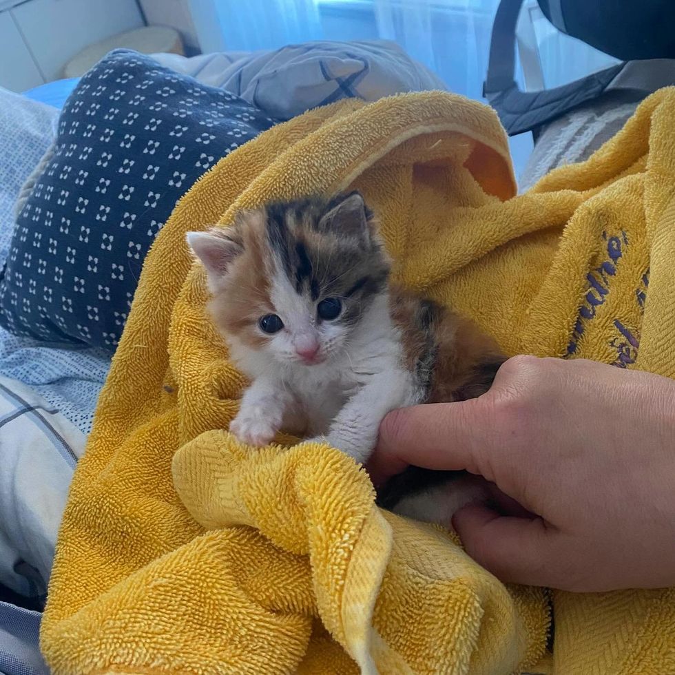 calico kitten snuggles