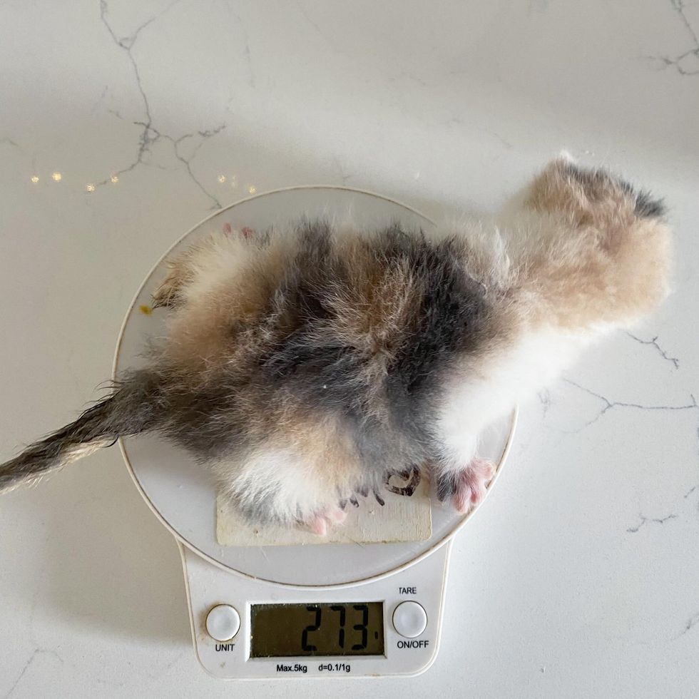 calico kitten tiny scale