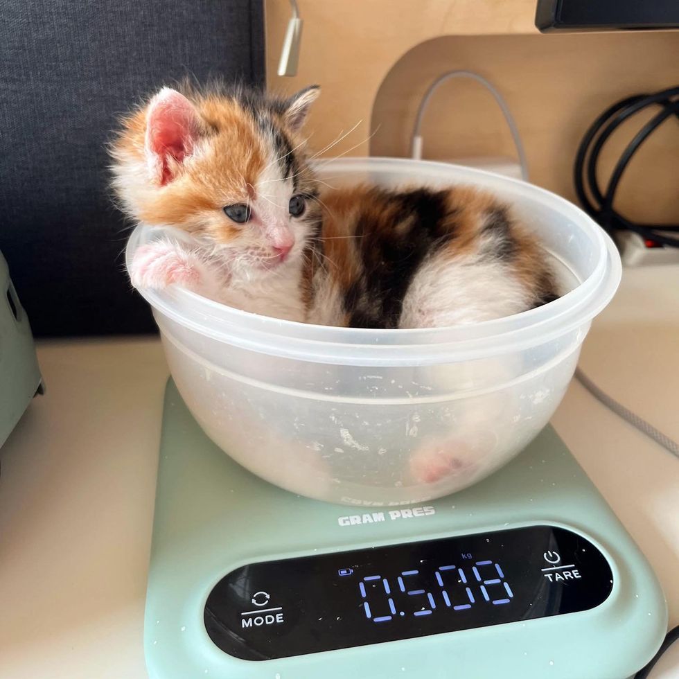 calico kitten weighing scale