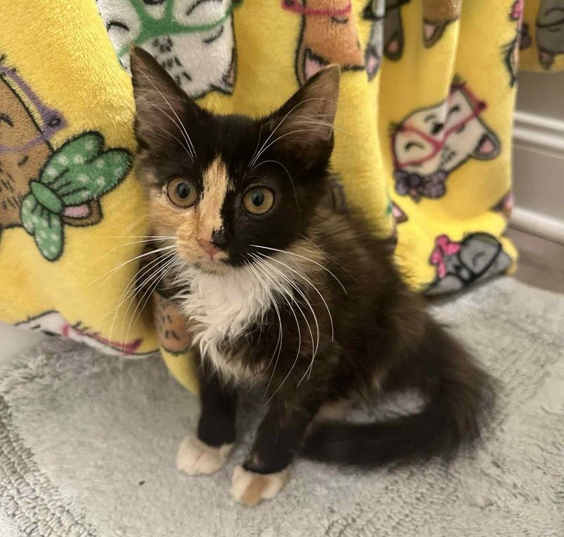calico kitten
