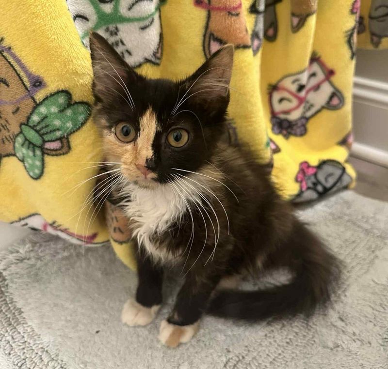 calico kitten